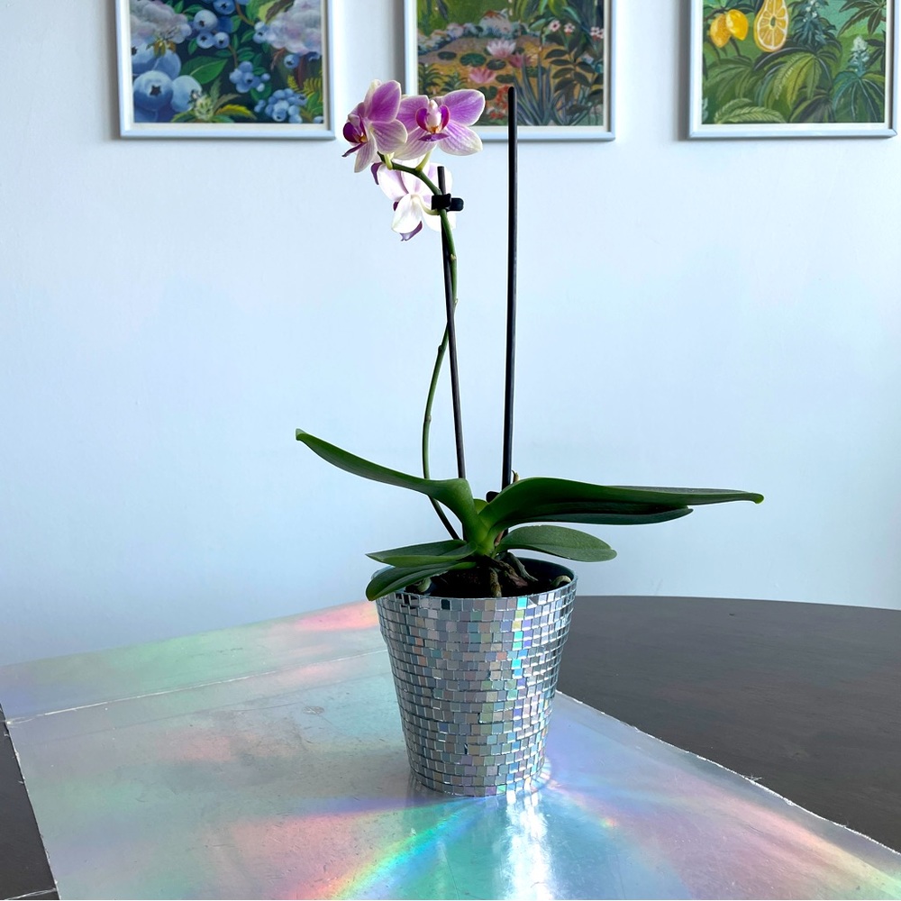 🪩 Hand Made Mirror Disco Planter ✨🪩